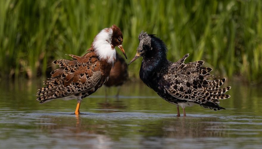 Kemphanen / Jan Onstenk, Fotogalerij