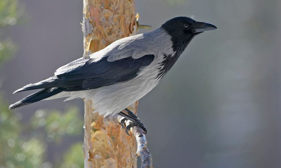 Huichelaar les compact Bonte kraai | Vogelbescherming