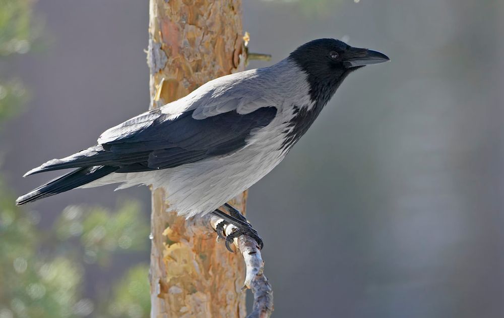 kraai | Vogelbescherming