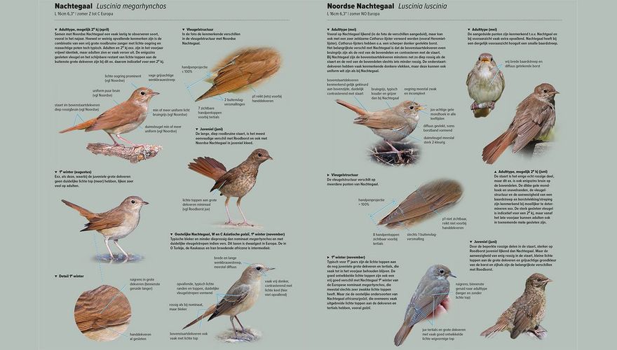 Spread Handboek Europese vogels