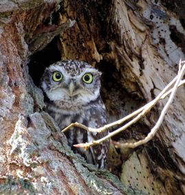 Steenuil in zijn holle boom