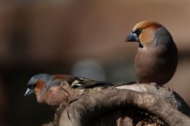 Vink en appelvink