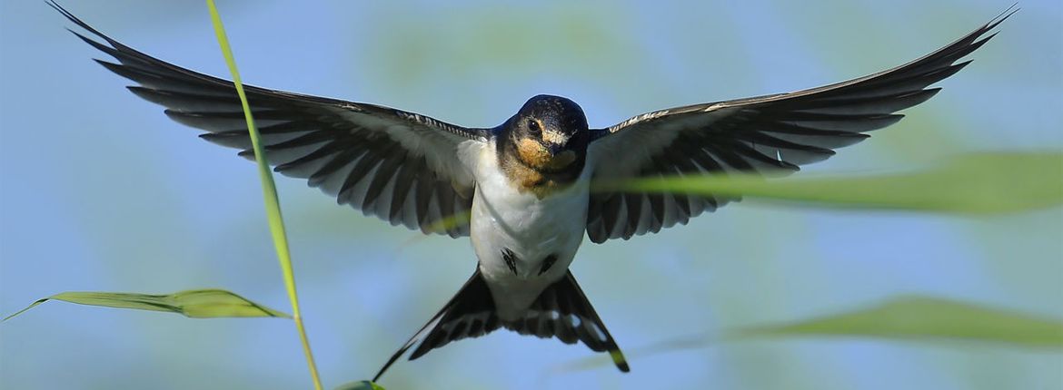 Boerenzwaluw / Shutterstock