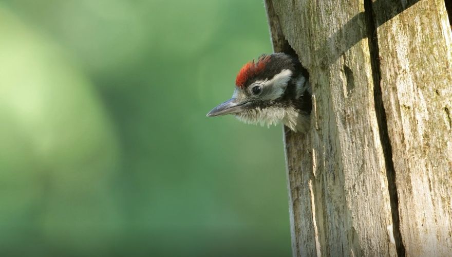 grote bonte specht