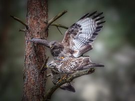 Paring van blonde en bruine buizerd