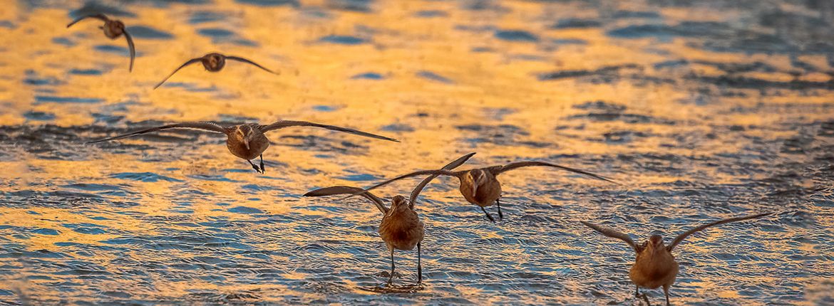 Grutto / Shutterstock