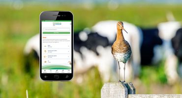 Grutto met app zuivelwijzer / Kevin van den Hoven