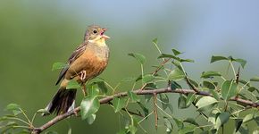 Ortolaan / Birdphoto