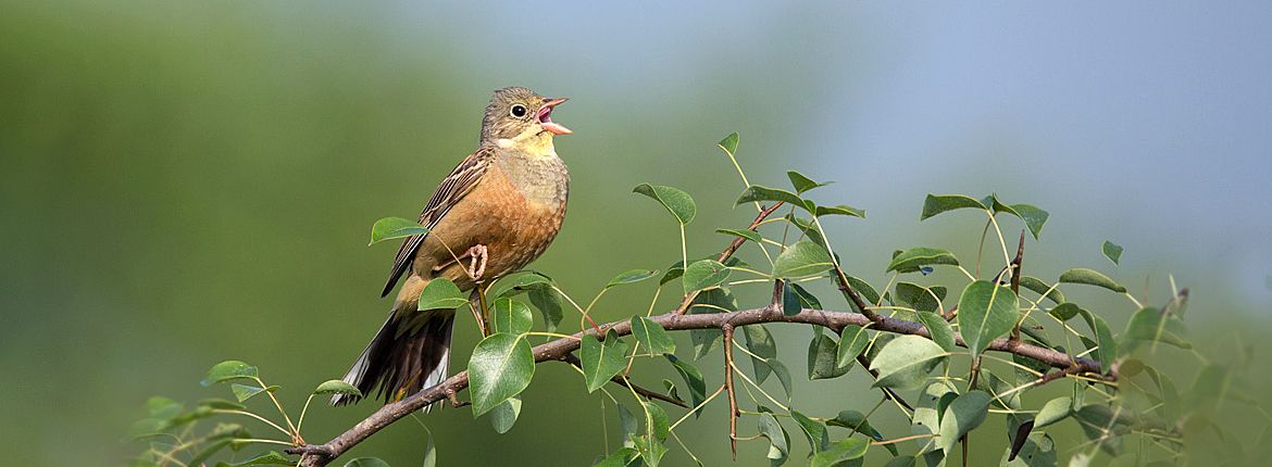 Ortolaan / Birdphoto