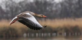 Grauwe gans in vlucht,