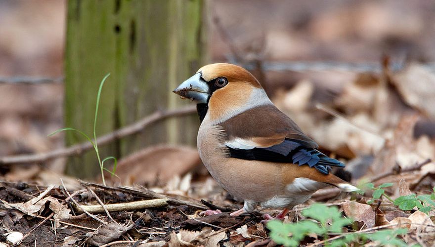 Appelvink / Birdphoto