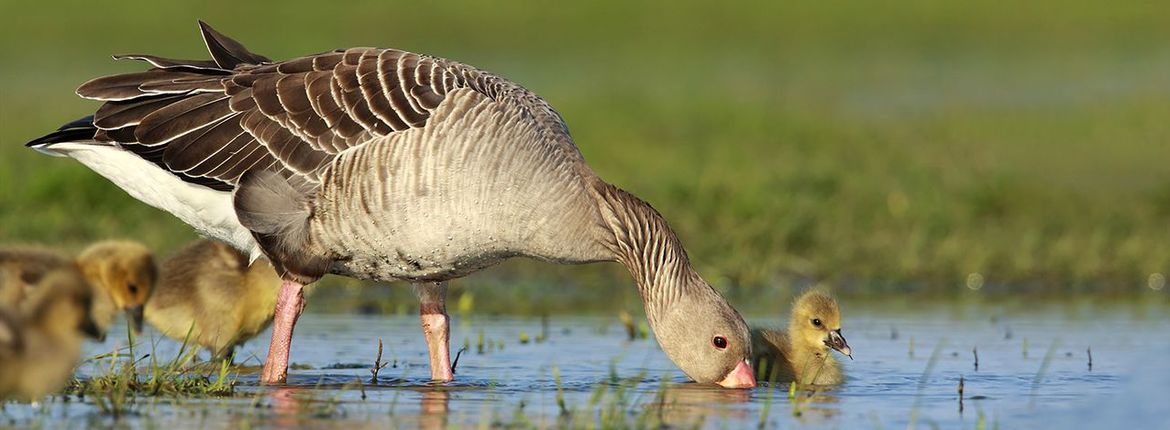 Grauwe gans / Wil Leurs AGAMI