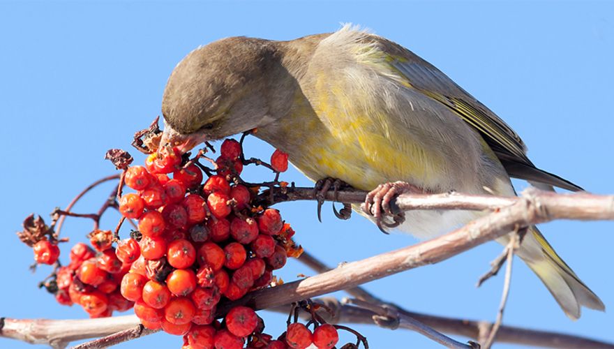 Groenling / Shutterstock