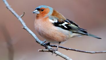 Vink / Shutterstock