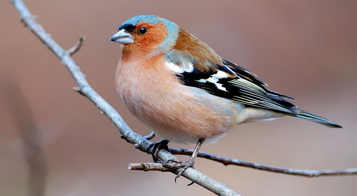 Vink / Shutterstock