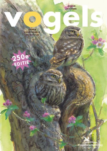 Cover Vogels 3, 2026