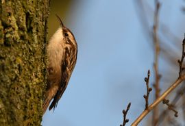 Boomkruiper in het gouden uur