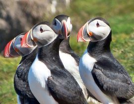 Puffins