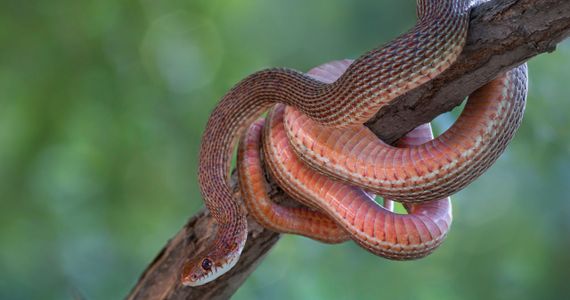 Red-bellied racer / Shutterstock