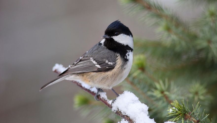 Zwarte mees / Koos Dansen