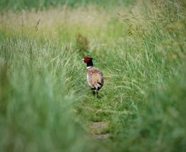 Fazant op avontuur
