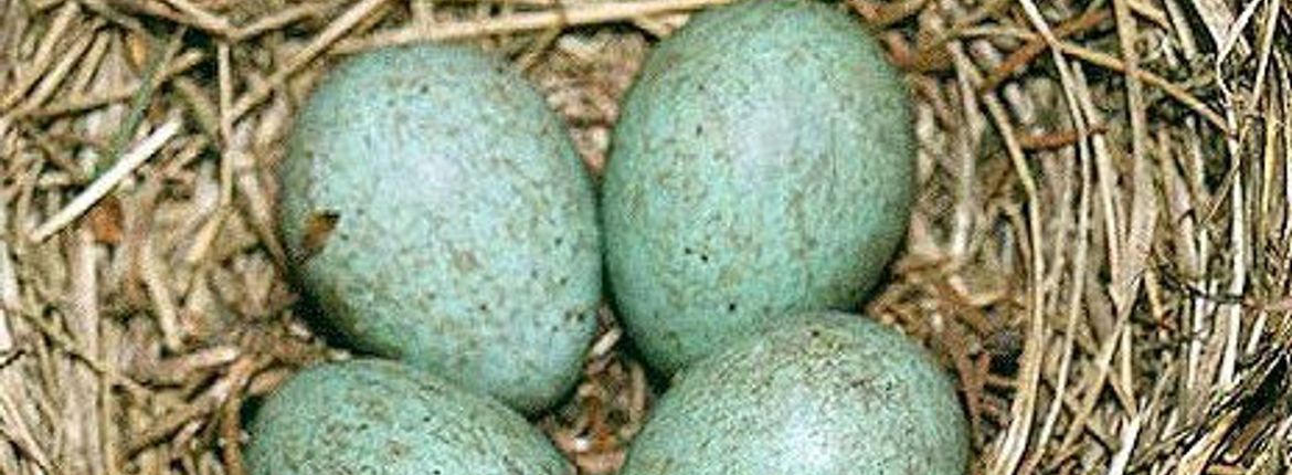 herfst Grillig Boodschapper Zwart ei | Vogelbescherming