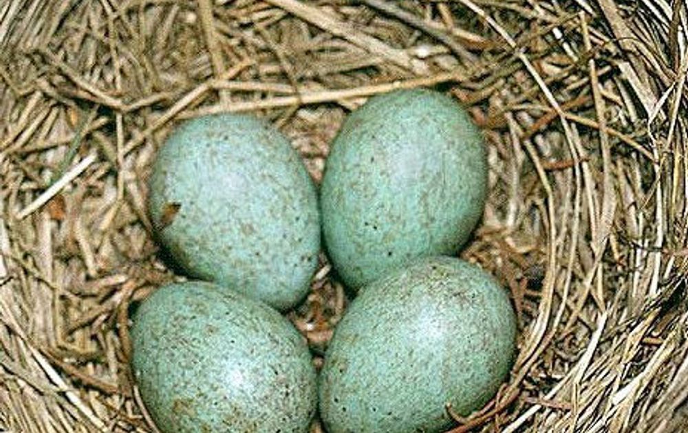 Embryo duidelijk einde Zwart ei | Vogelbescherming