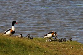 Goed luisteren naar mamma