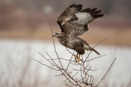 Buizerd