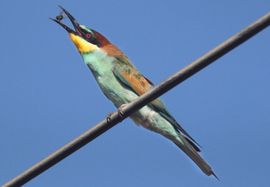 European Bee Eater feeding on bees