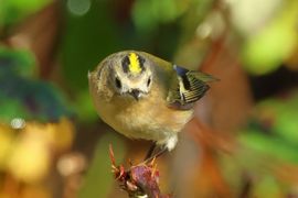 op jacht naar insecten 