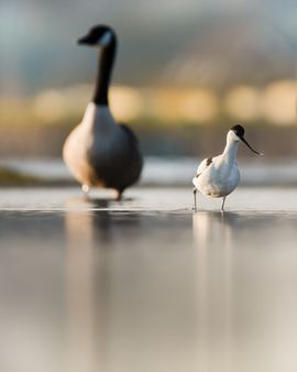 Kluut en Canadese gans 