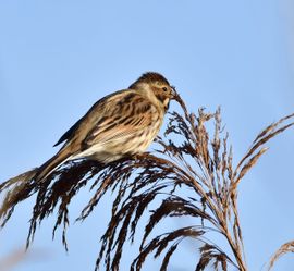 Ook het vrouwtje Rietgors is hier gebleven.