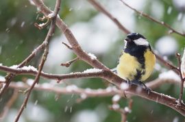 Genieten van de sneeuw