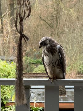 Buizerd op mijn balkon in Amsterdam 