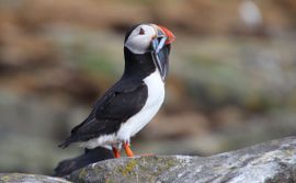 Papegaaiduiker met zijn vangst