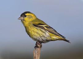 Siskin standing on a twig 