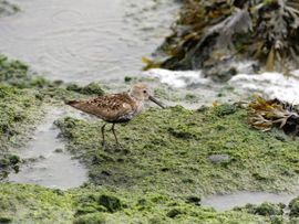 Rondscharrelen naar iets lekkers