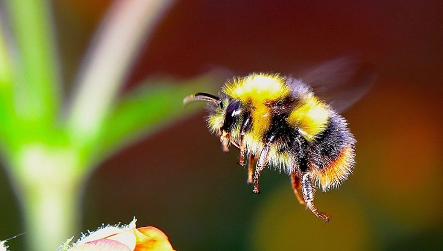 Hommel / Pixabay