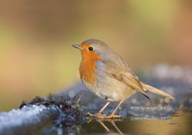 Roodborst op het ijs.