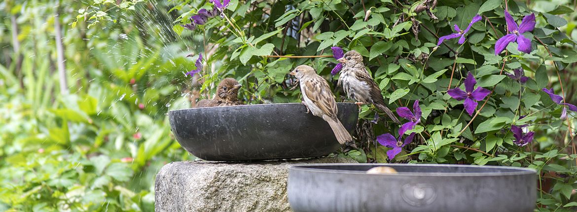 Huismussen in tuin / Shutterstock