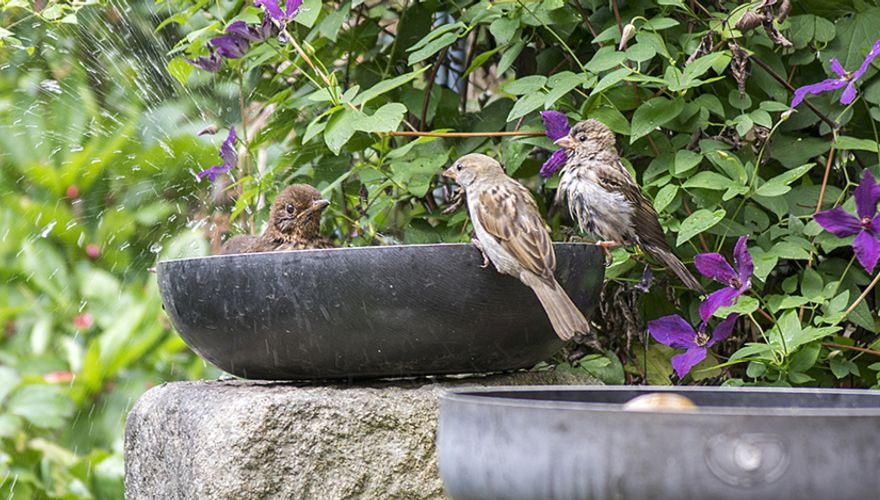 Huismussen in tuin / Shutterstock