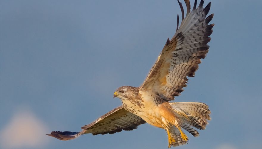 Buizerd / Harry Jamont