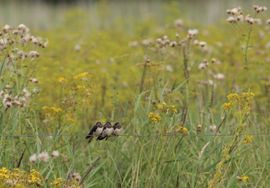 Drie kleine Kleutertjes.....
