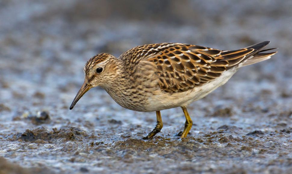 Gestreepte strandloper / Agami