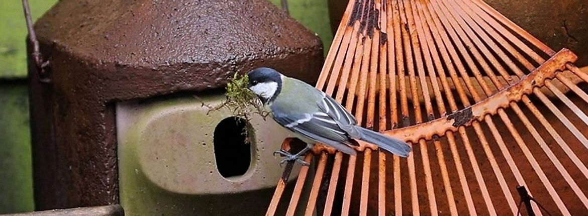 Nestkasten: tijd voor | Vogelbescherming