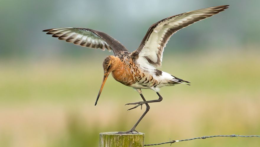 Grutto / Nick van den Berg