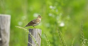 Veldleeuwerik / Shutterstock