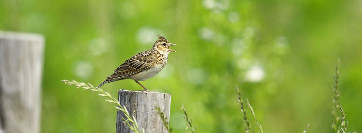 Veldleeuwerik / Shutterstock