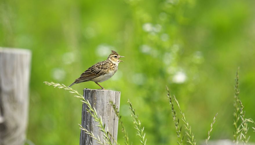 Veldleeuwerik / Shutterstock